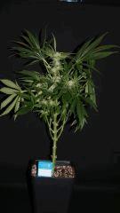 OB Flo+ 30 SENSI SKUNK