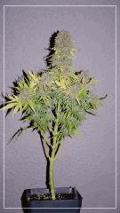 Flo +70 SKUNK#1