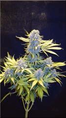 Flo +60 SKUNK#1