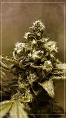 Flo +50 BUD UK CHEESE A