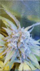 Flo +60 SUPER SKUNK BUD C