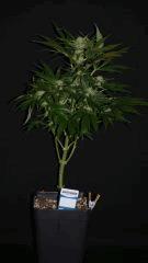 OB Flo+ 30 SKUNK#1