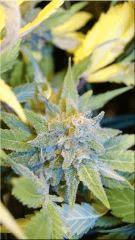 Flo +60 SUPER SKUNK BUD A