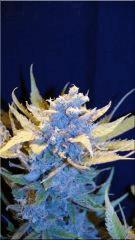 Flo +60 SENSI SKUNK BUD