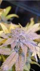 Flo +60 NL#5xHAZE BUD B