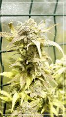 Flo +70 NL#5xHAZE  Bud D2