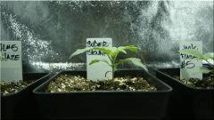 Cro 14 Super skunk Vue De face  (6.2cm)