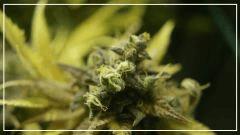 Flo +70 JACK FLASH#5 Bud B