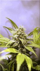 FLO +50 coté BUD SUPER SKUNK B