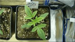 Cro 14 Jack flash#5 Vue De dessus (6 Cm)