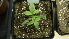 Cro 14 Nl#5Xhaze  Vue De dessus (6.8cm)