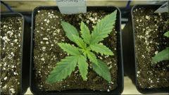 Cro 14 Super skunk Vue De dessus  (6.2cm)
