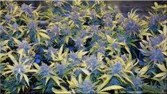 Flo +60 SUPER SKUNK