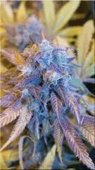 Flo +60 JACKFLASH5 BUD C