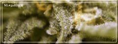 nN#5xHaze (12/12 +43)