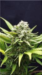 FLO +50 SKUNK#1 BUD