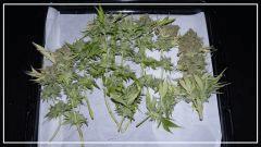 Flo +70 SKUNK#1 Cut avant manucure