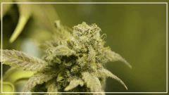 Flo +70 NL#5xHAZE  Bud B