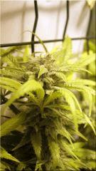 FLO +50 coté BUD NL#5xHAZE A