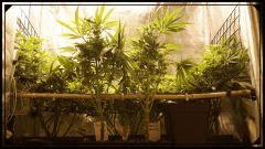 OB Flo+ 30 Les gardiens Du scrog A