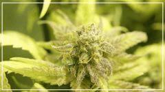 Flo +70 NL#5xHAZE  Bud C