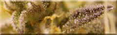macro jackflash5 Flo +58