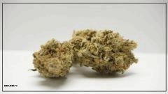 SKUNK#1