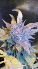 Flo +60 NL#5xHAZE BUD D