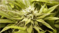Flo +39 Bud jackflash#5 A