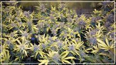 Flo +70 SUPER SKUNK