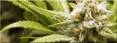 Flo +39 Bud super skunk macro