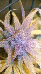 Flo +60 NL#5xHAZE BUD A