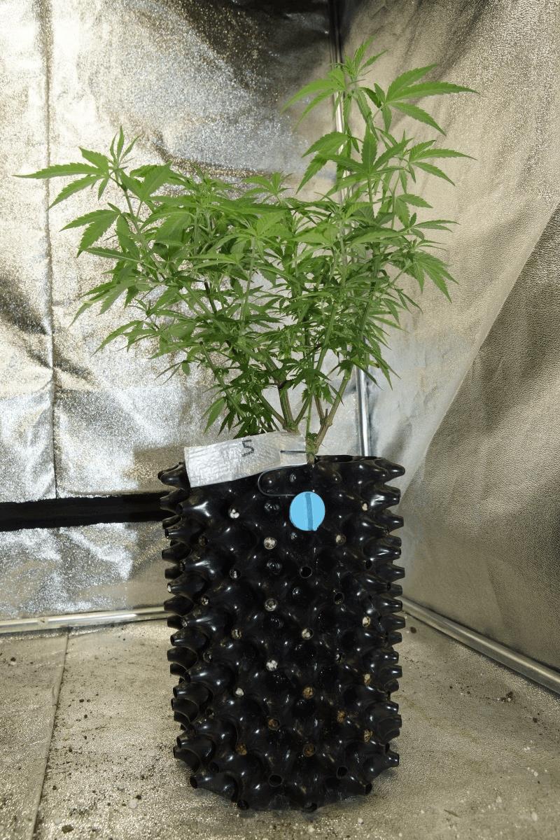 Rempotage - root triming JH