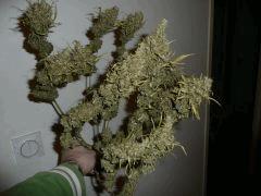 Jack herer #8