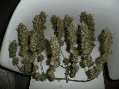 Jack herer #6