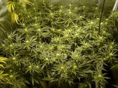 Jack herer #8&6