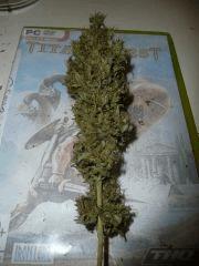 Jack herer #8