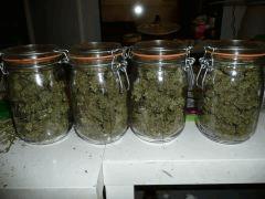 Jack herer #8