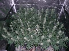 Jack herer #8&6