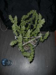 Jack herer #6