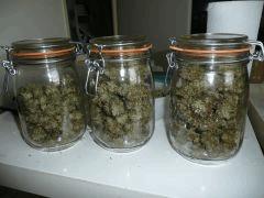 Jack herer #6