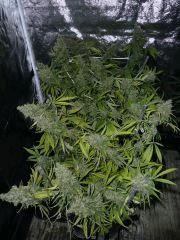 Jack herer #8