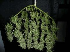 Jack herer #6