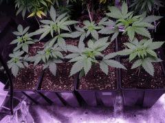 hashplant F2