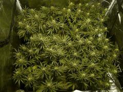 Jack herer