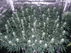 Jack herer #8&6