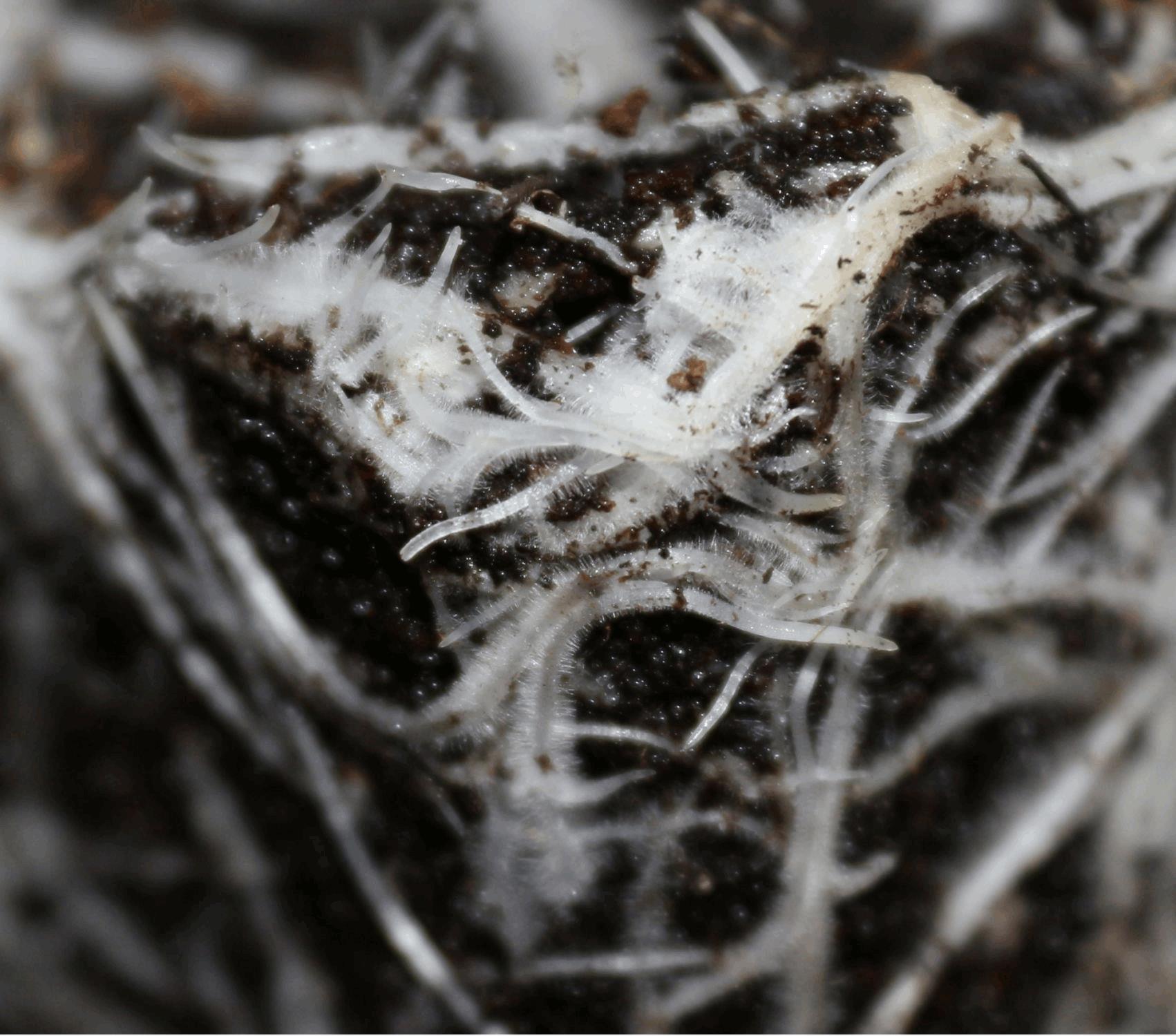 root's