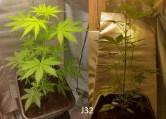 (29) J32a