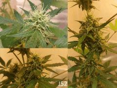 (47) J52b