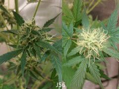 (51) J56b